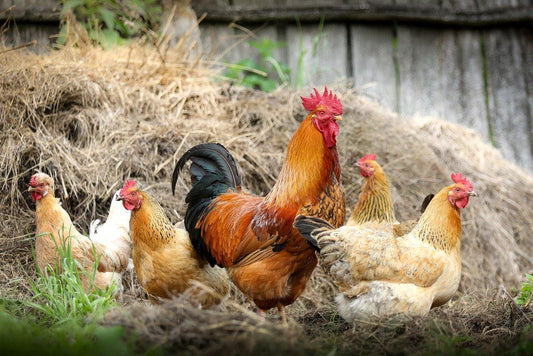 Free-Range vs Organic - Wildsprout