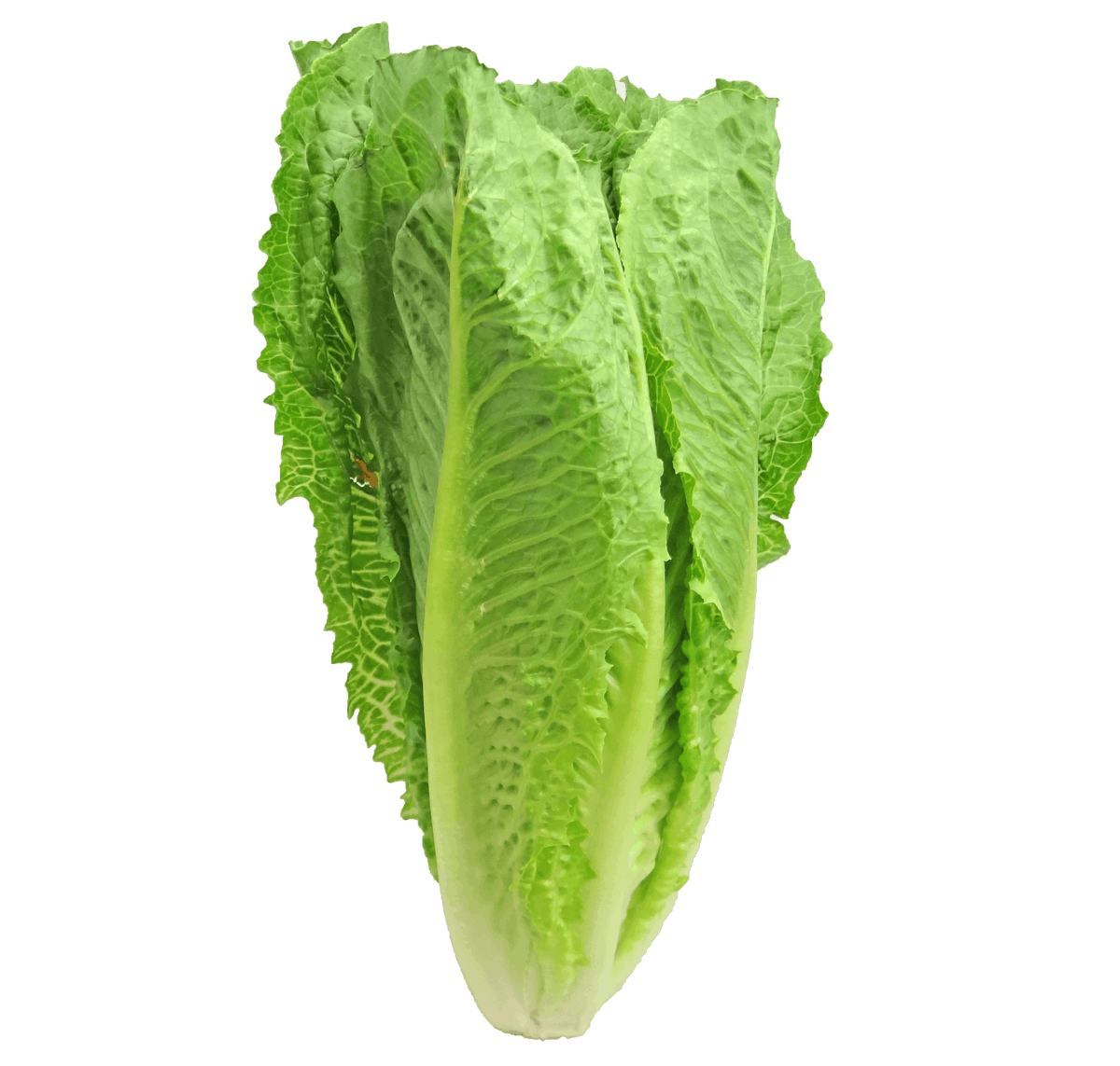 Crisp Lettuce 100g