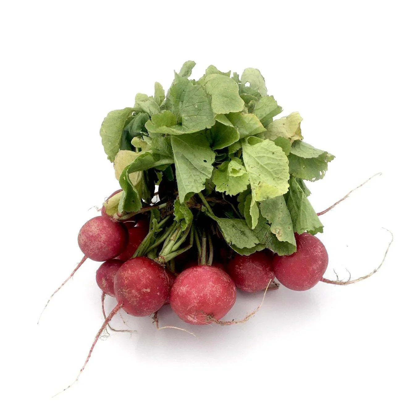 Radish Bunch (Aprx 125g) - Wildsprout