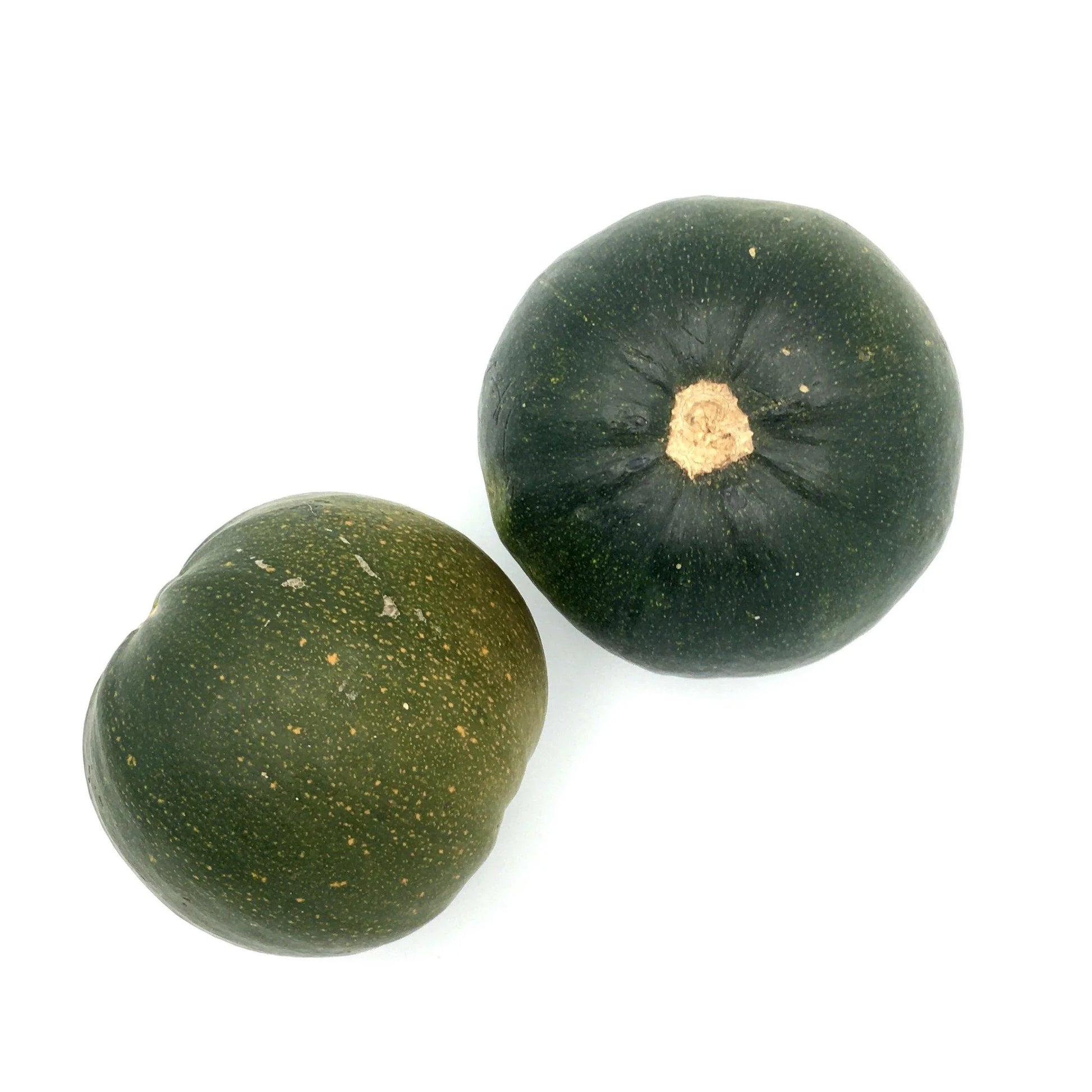 Gem Squash - Wildsprout