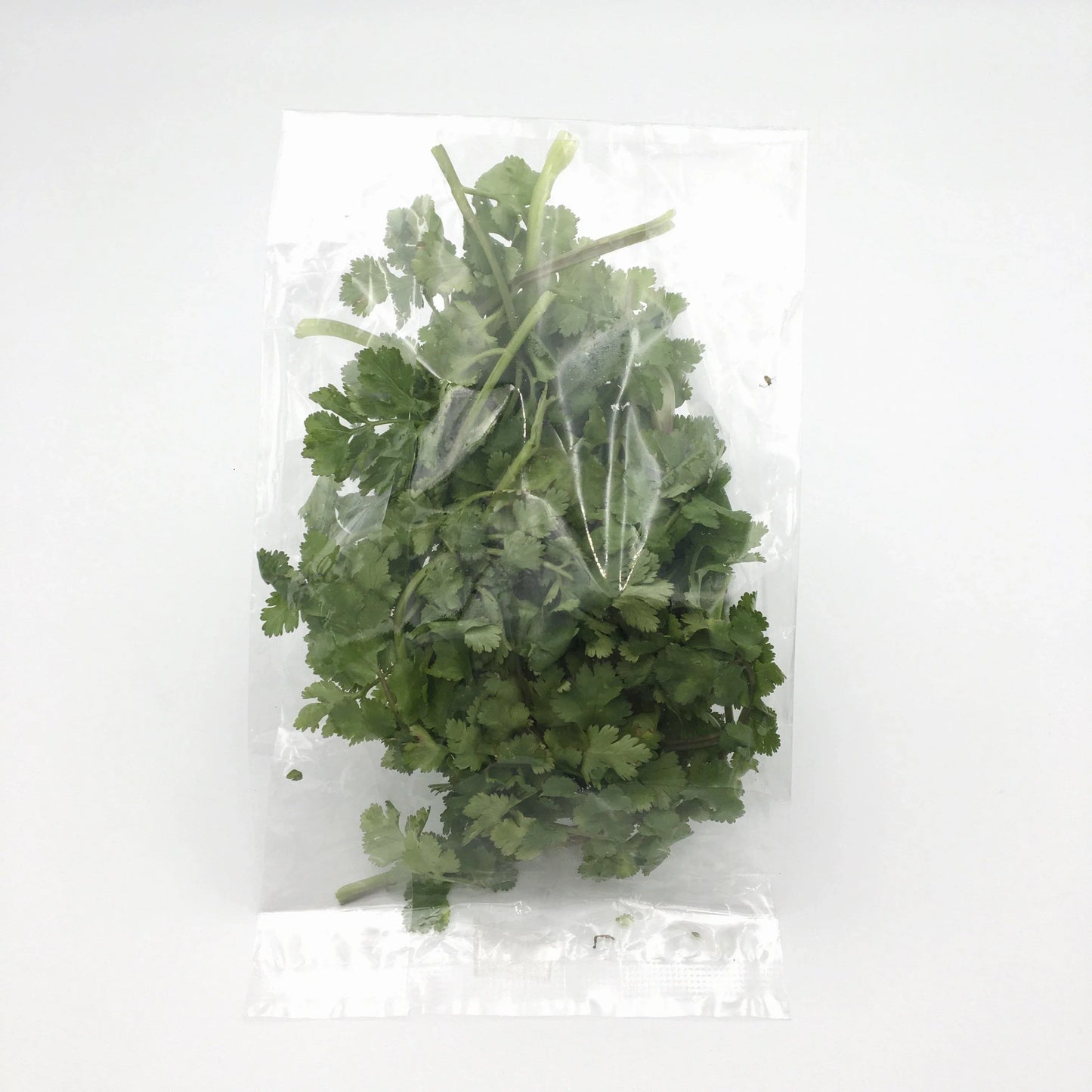 Coriander 30g - Wildsprout