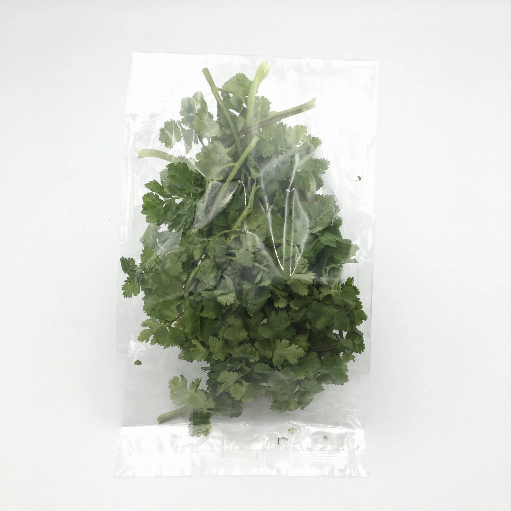 Coriander 30g - Wildsprout