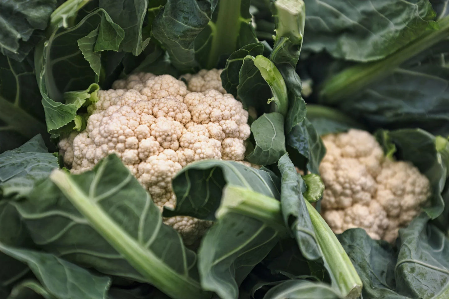 Cauliflower Head (Aprx 325g) - Wildsprout