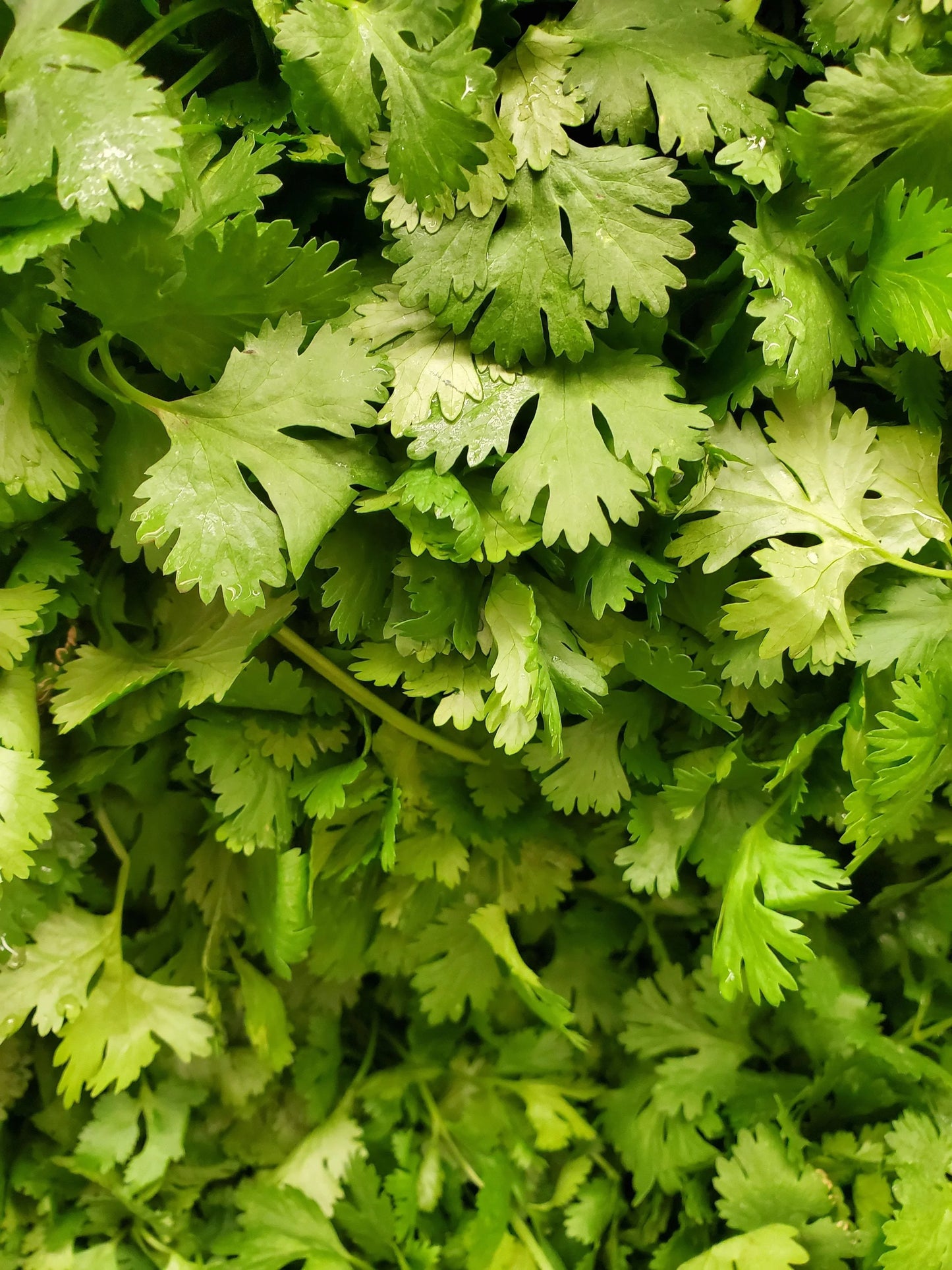 Coriander 30g - Wildsprout