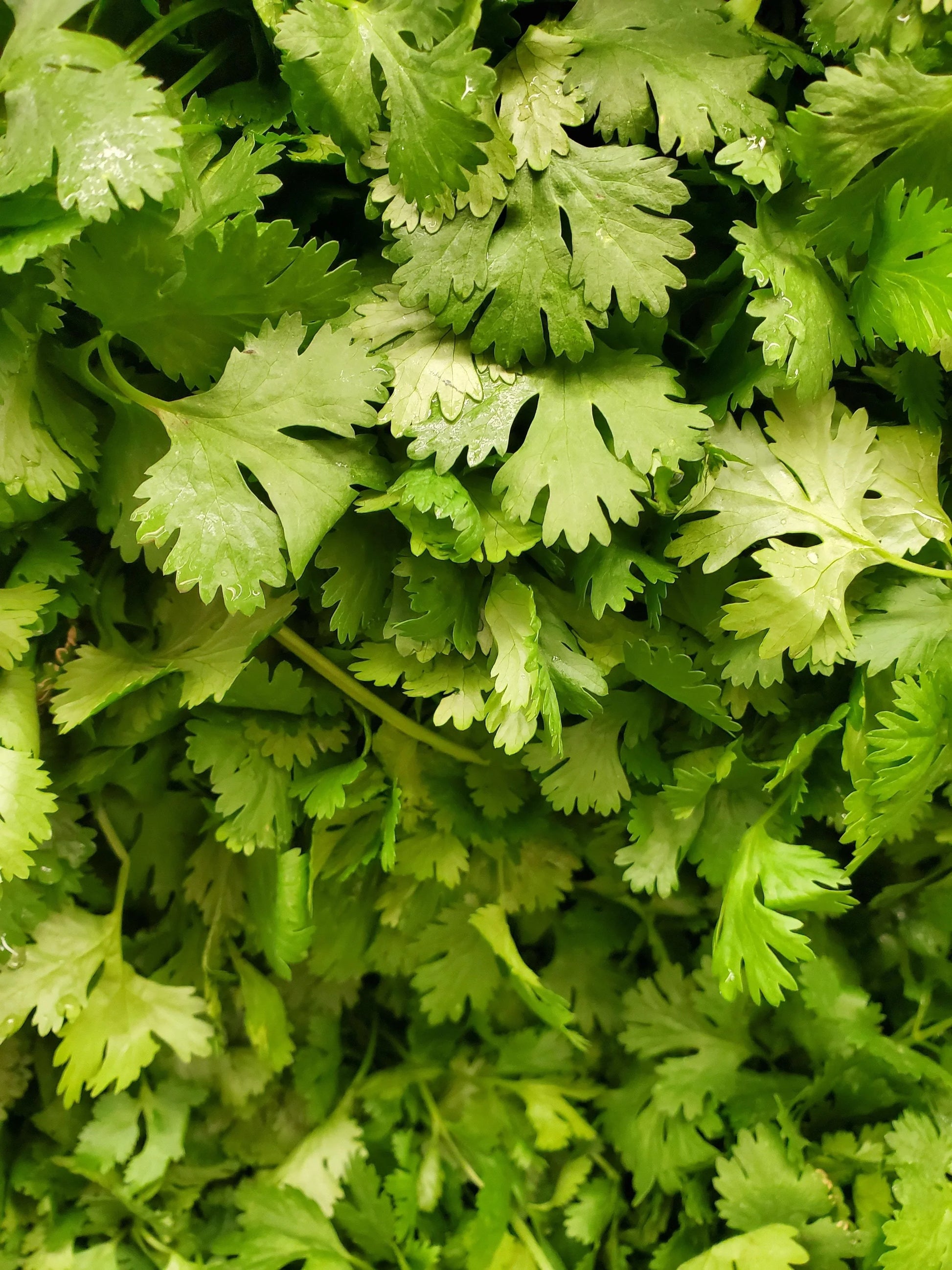 Coriander 30g - Wildsprout