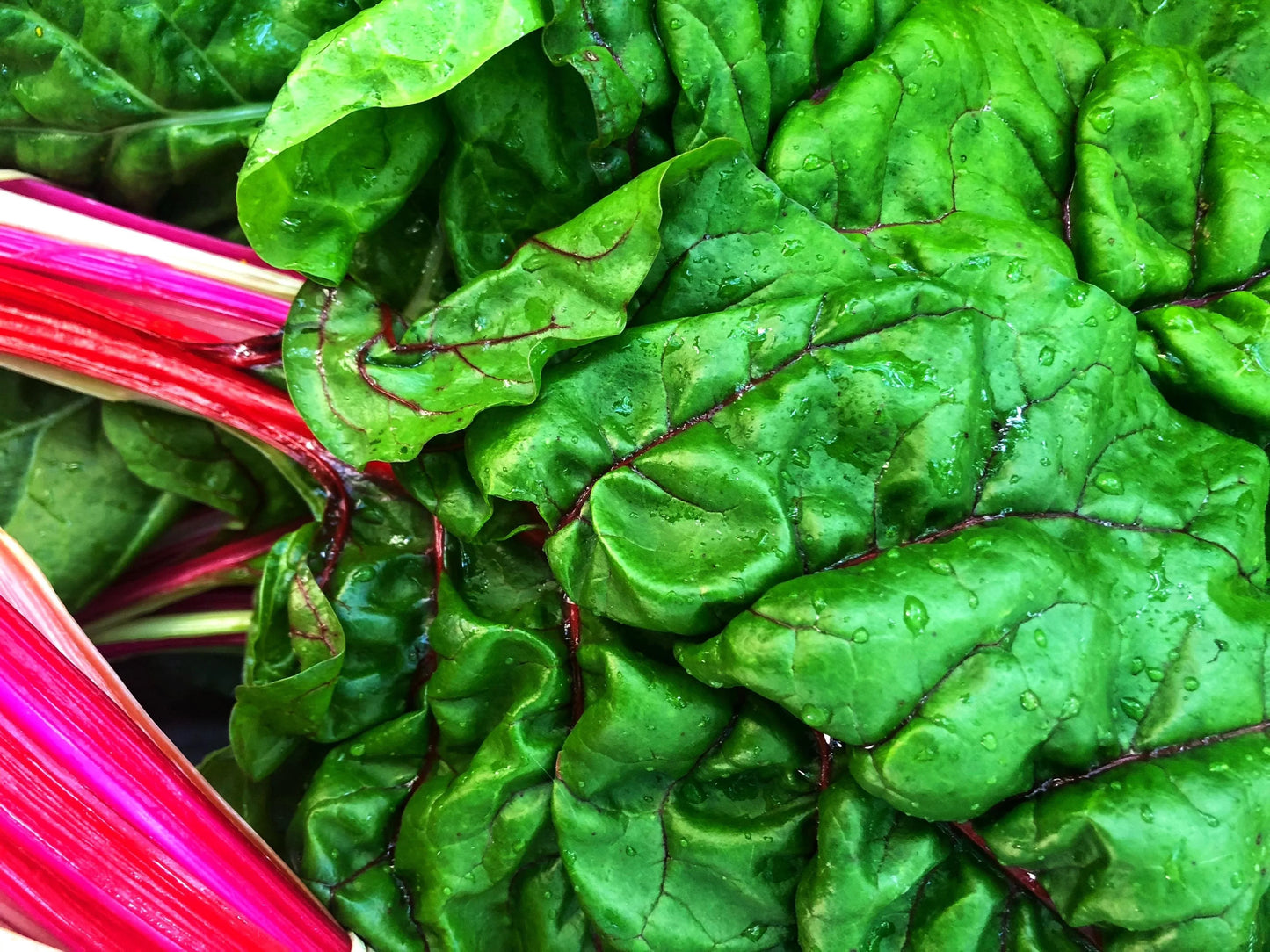 Swiss Chard Bunch