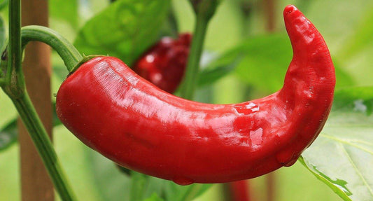 Health Benefits of Chillies - Wildsprout