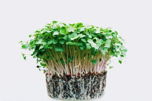 What Are Microgreens? - Wildsprout