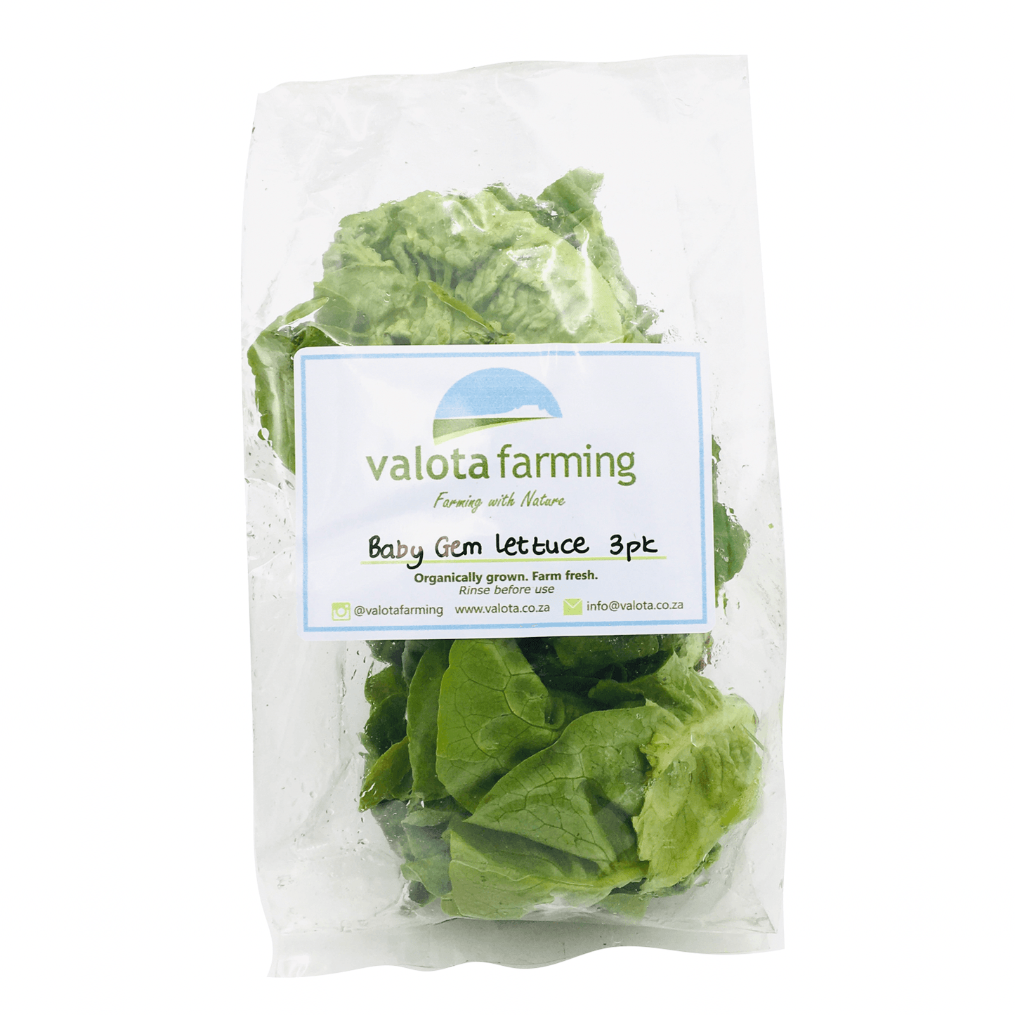 Baby Gem Lettuce Pack - Wildsprout