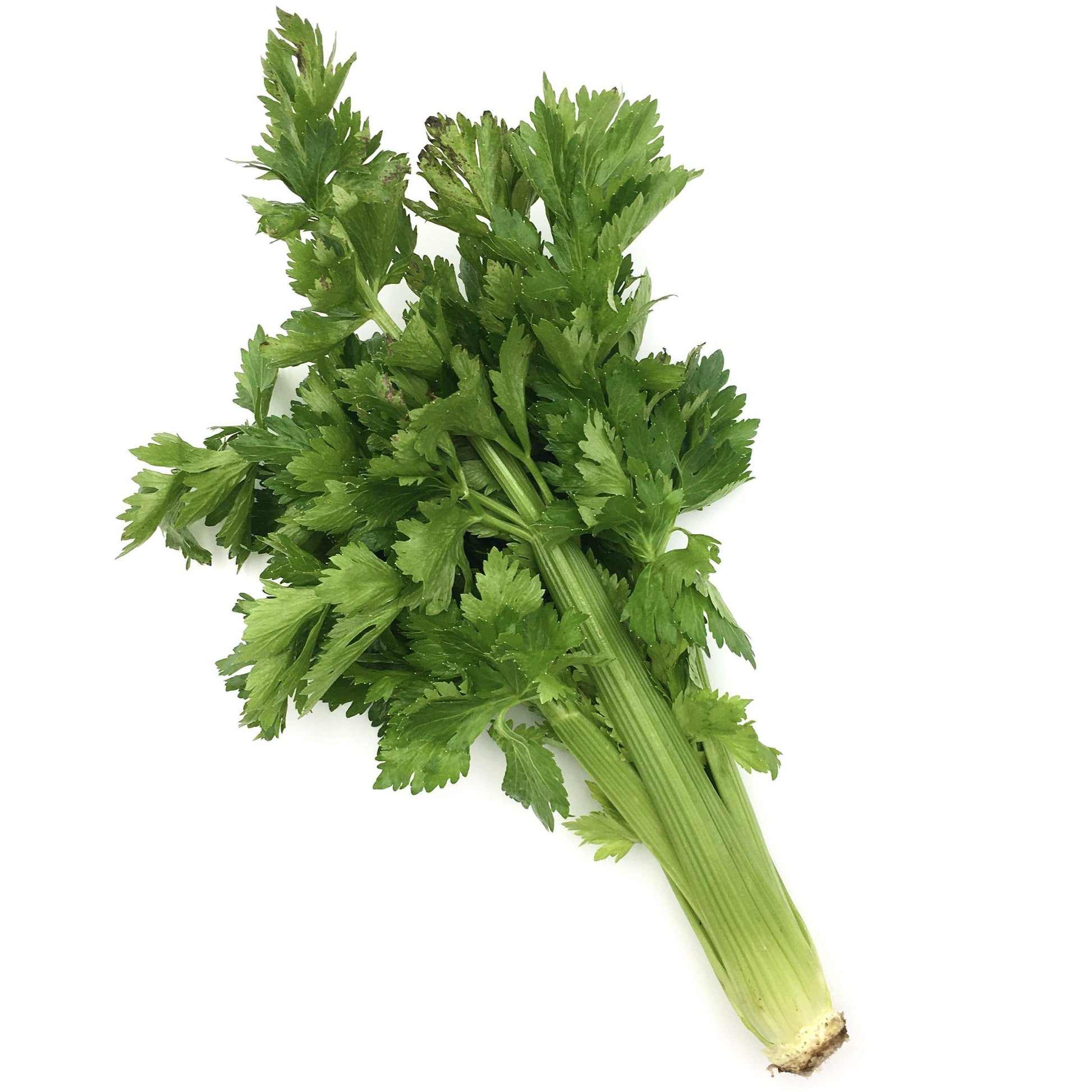 Celery Bunch (Aprx 890g) - Wildsprout