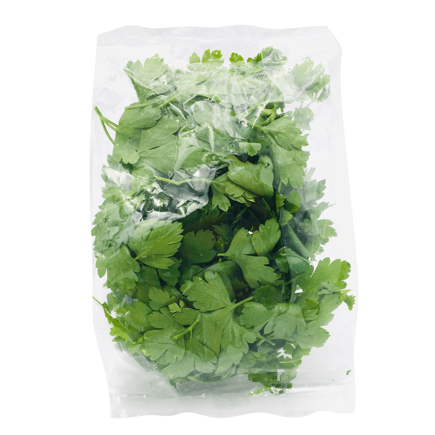 Italian Parsley 30g - Wildsprout