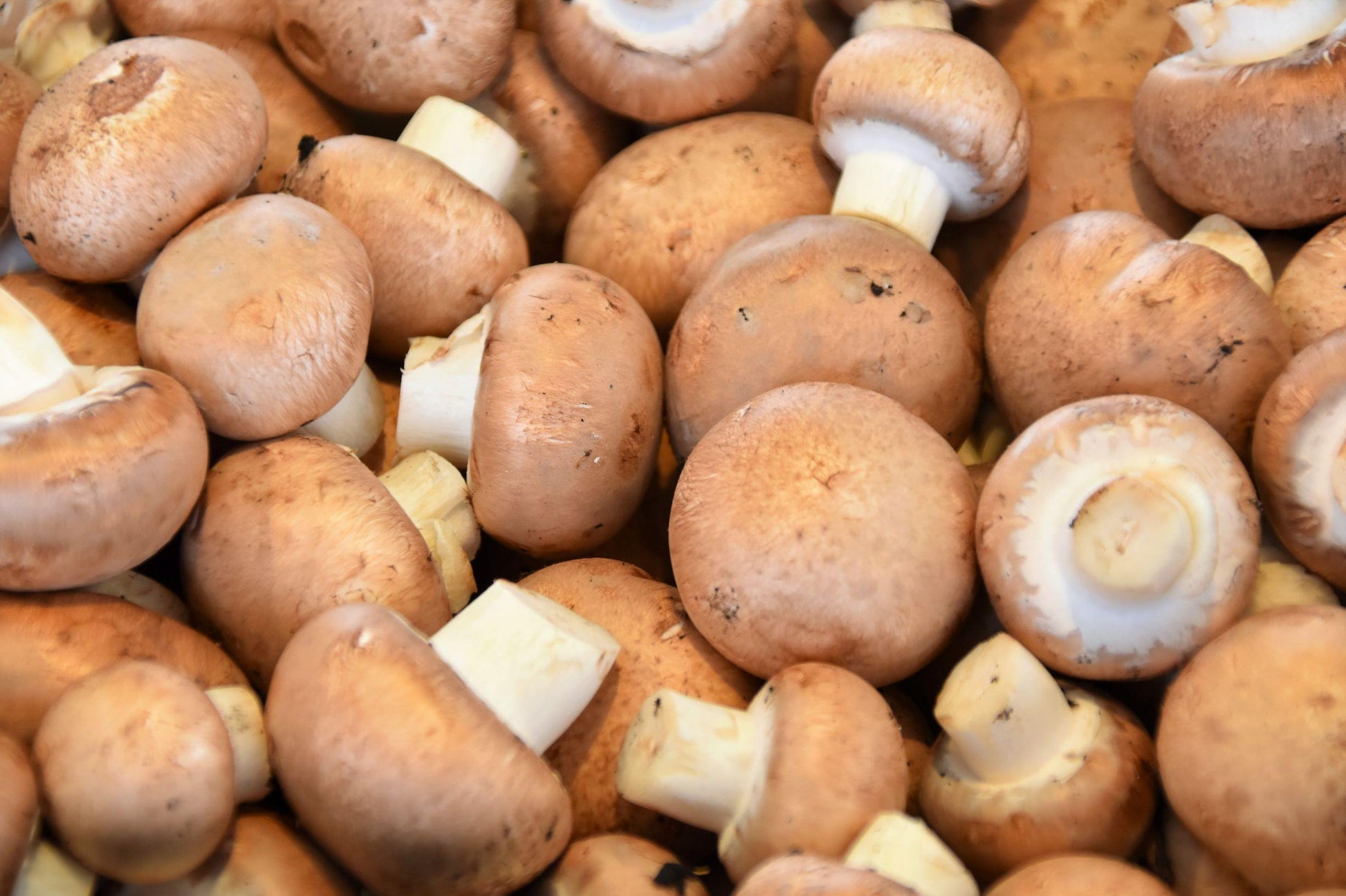Portobellini Mushrooms Punnet 250g - Wildsprout