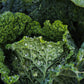 Kale Bag 