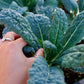 Kale Bag (200g) - Wildsprout