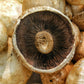 Brown Mushrooms Punnet 250g - Wildsprout