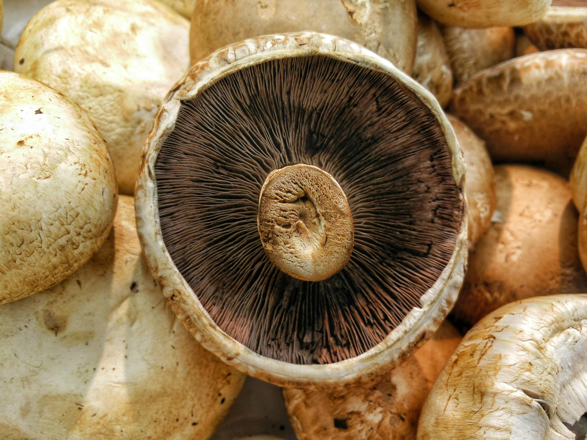 Brown Mushrooms Punnet 250g - Wildsprout